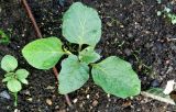 Solanum melongena