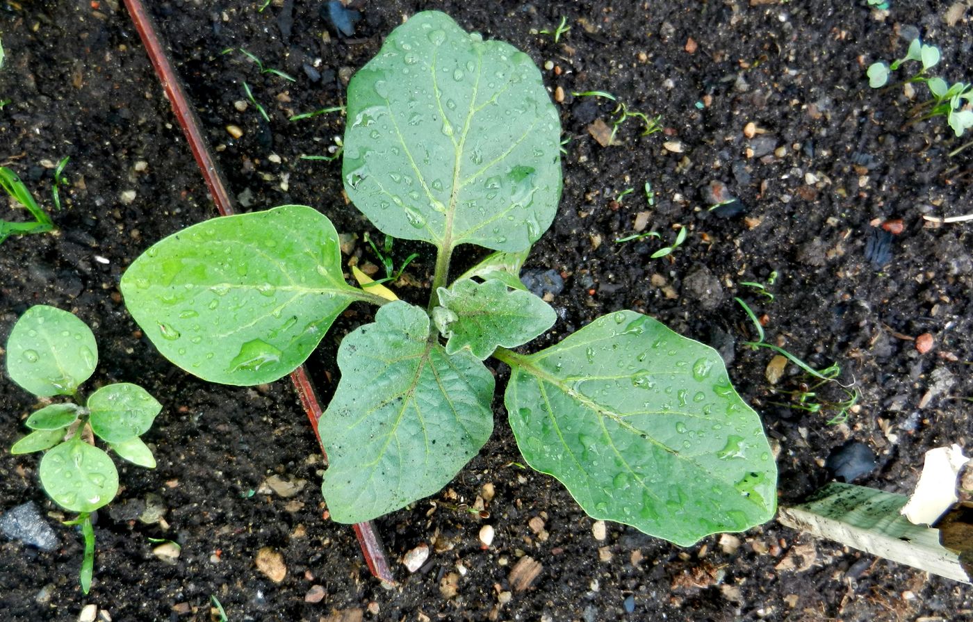 Изображение особи Solanum melongena.