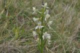 Platanthera chlorantha. Верхушка цветущего растения. Грузия, Казбегский муниципалитет, верхняя часть долины Чаухицхали, ≈ 2800 м н.у.м, луг. 01.08.2018.