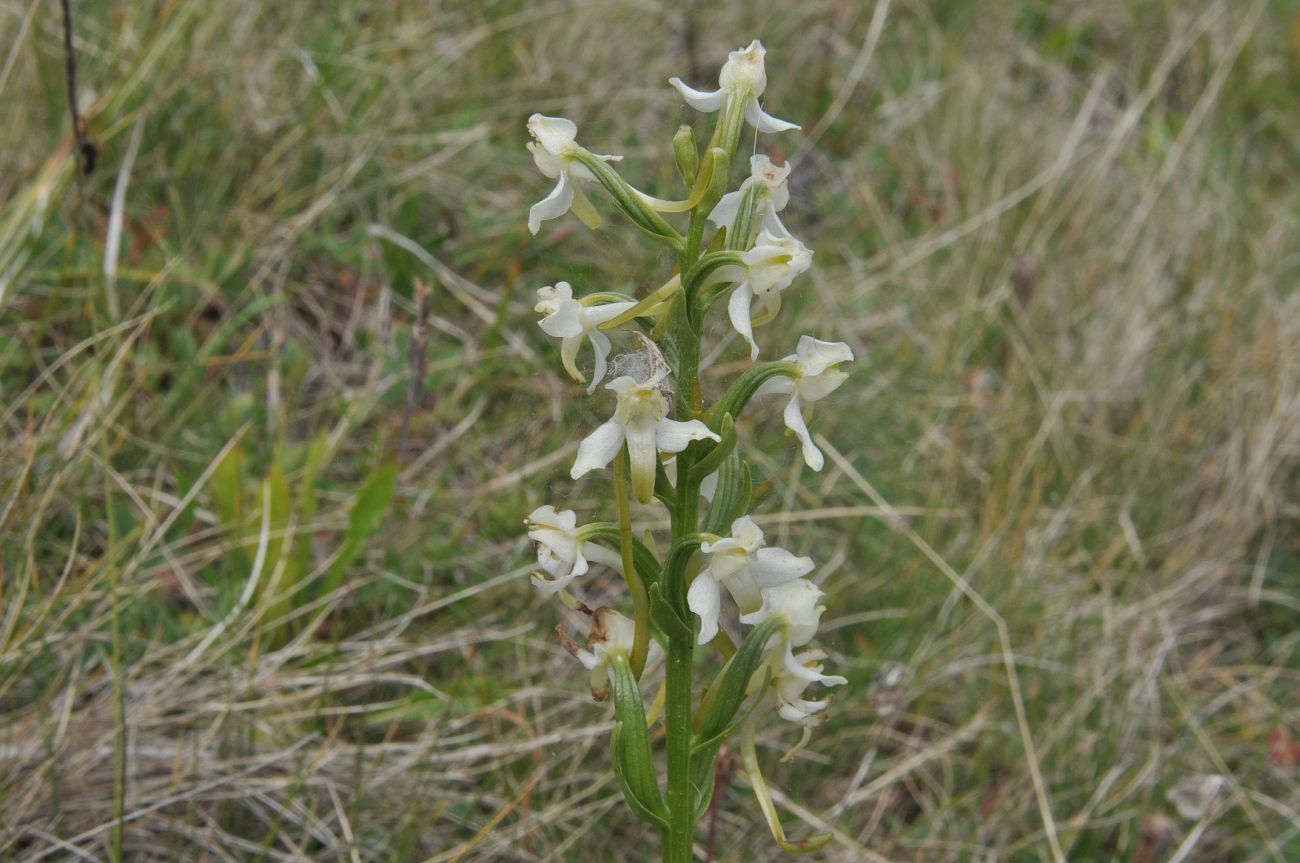 Image of Platanthera chlorantha specimen.