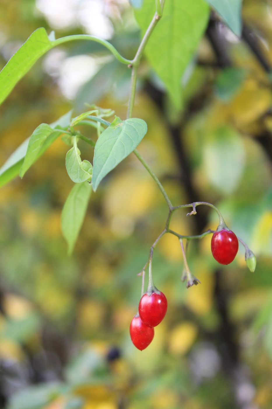 Image of Solanum dulcamara specimen.