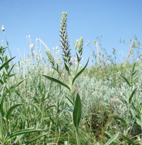 Image of Veronica barrelieri specimen.