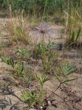 Pulsatilla dahurica
