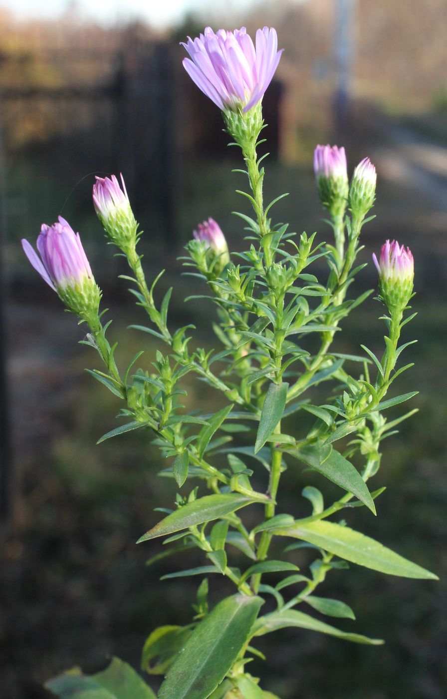 Image of Symphyotrichum &times; versicolor specimen.
