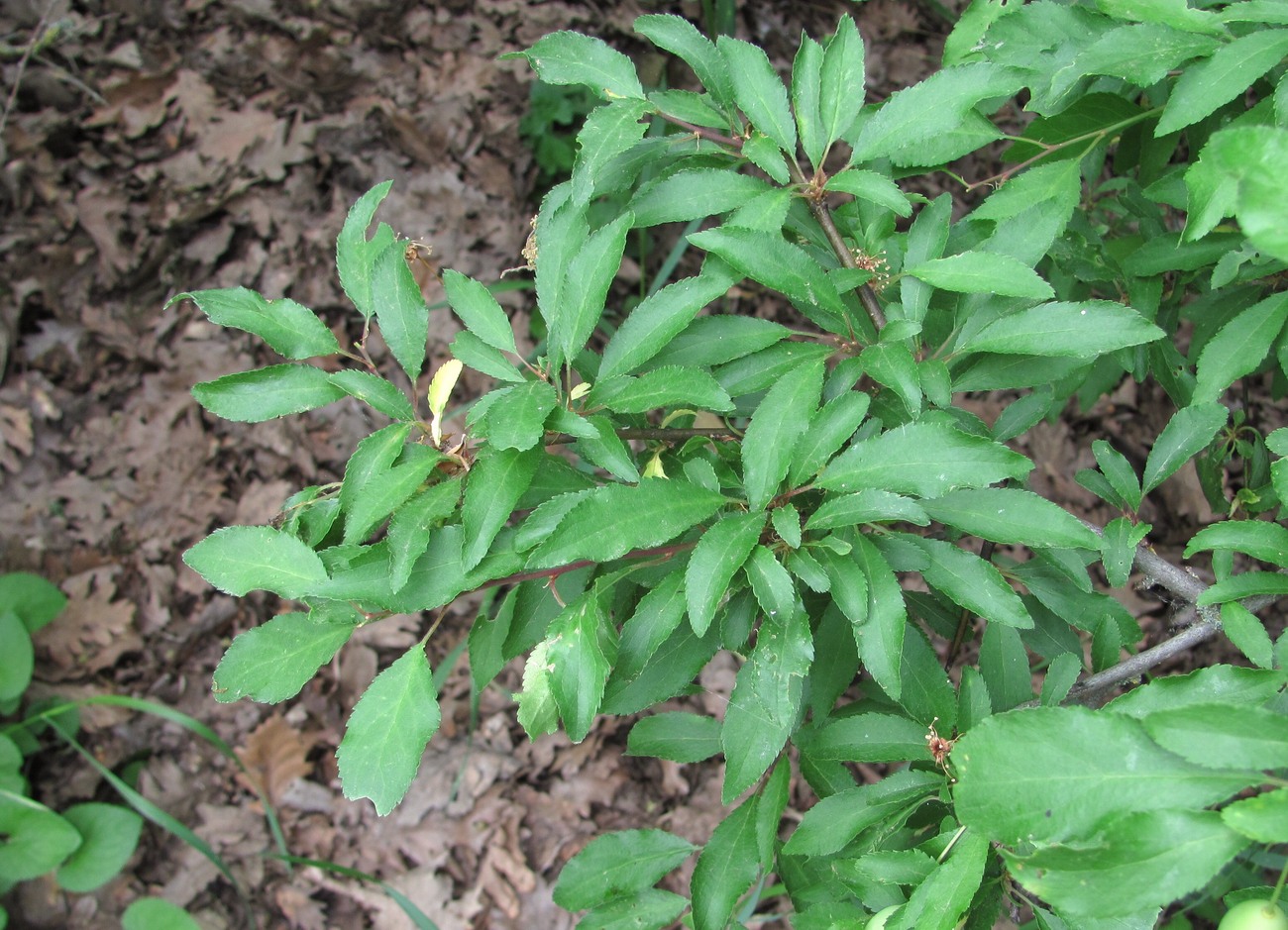 Image of Prunus cerasifera ssp. caspica specimen.