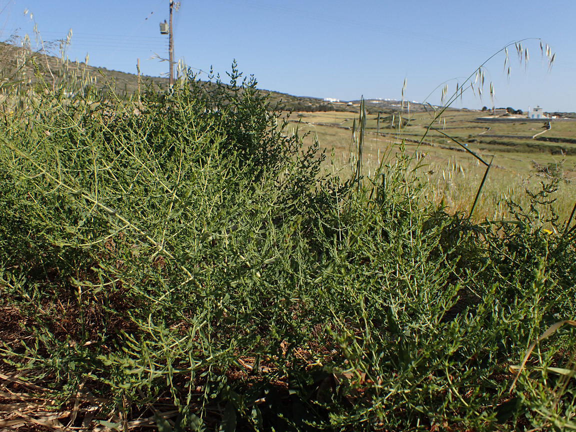Image of Hypericum triquetrifolium specimen.