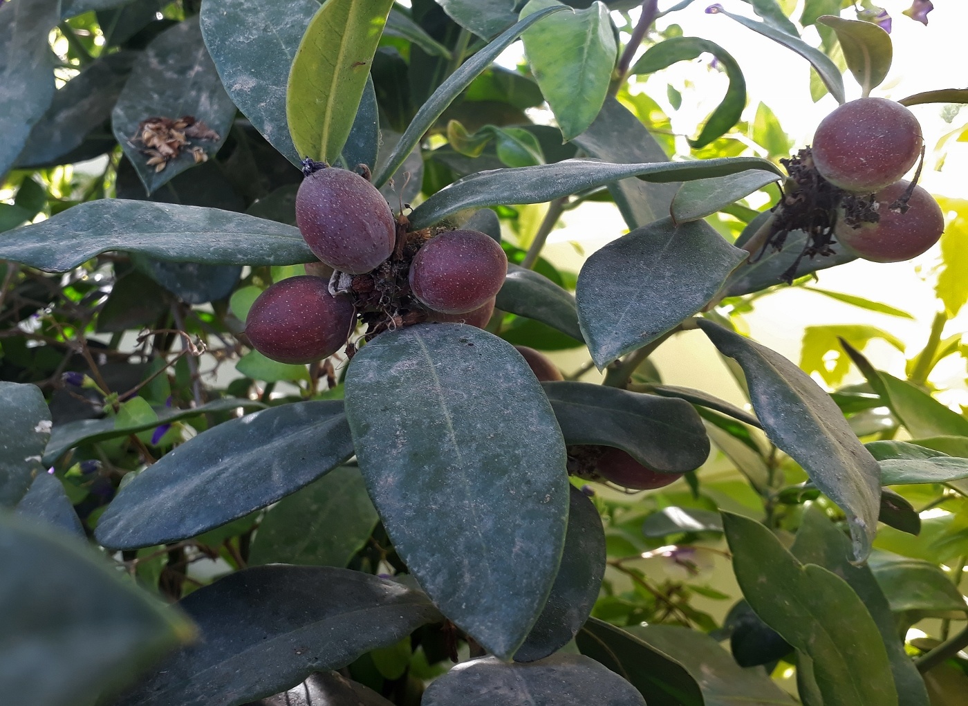 Изображение особи Acokanthera oblongifolia.