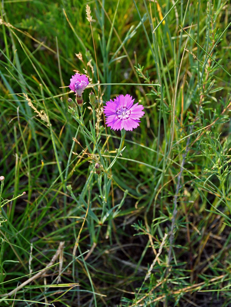 Изображение особи Dianthus versicolor.