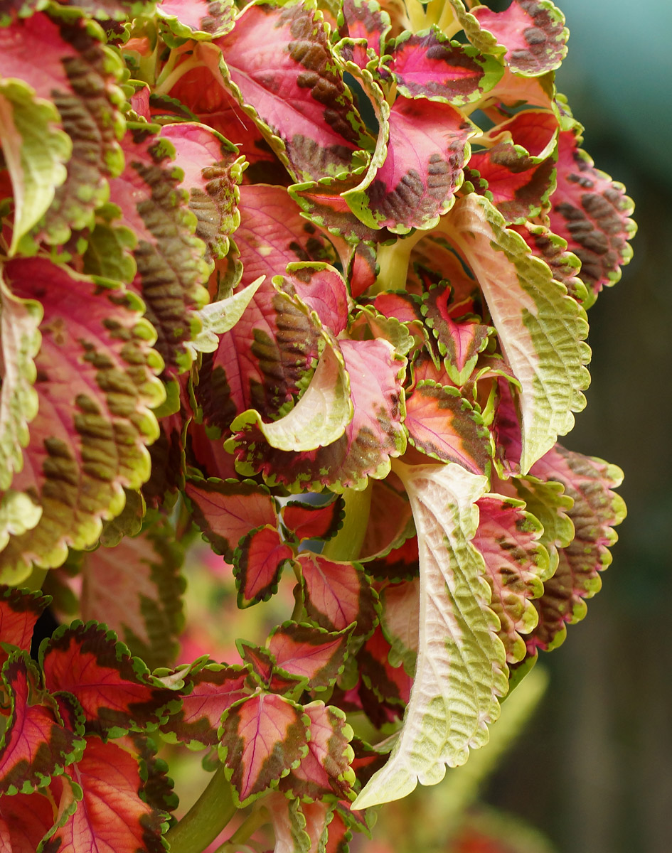 Image of Coleus scutellarioides specimen.