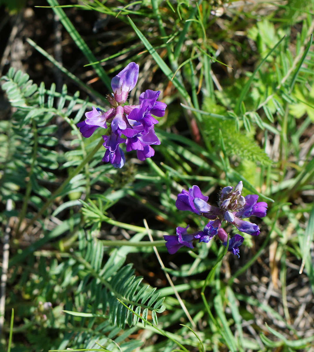 Image of Oxytropis teres specimen.