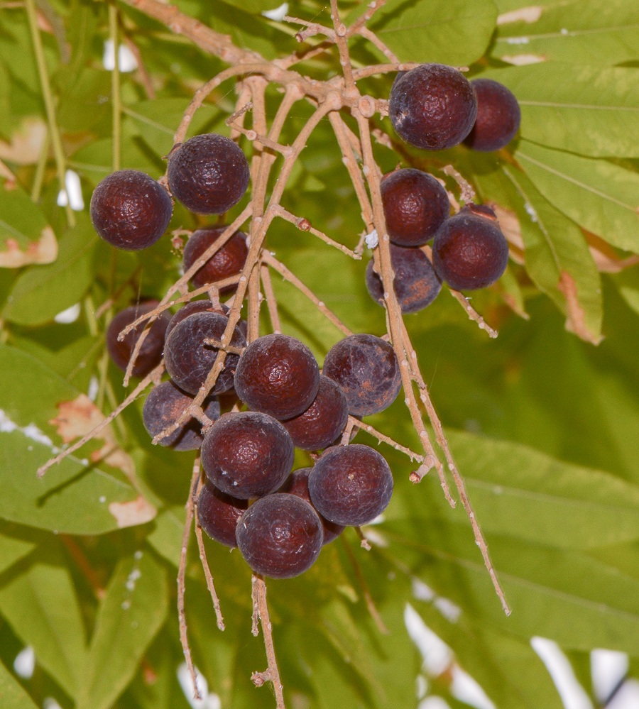 Image of Lawsonia inermis specimen.