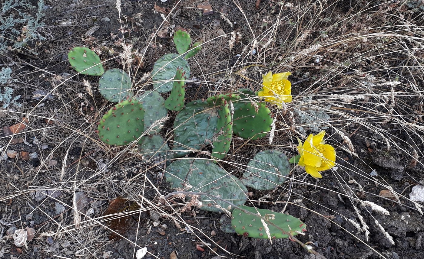 Изображение особи Opuntia humifusa.