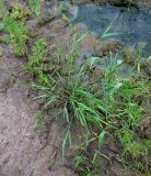 Agrostis gigantea