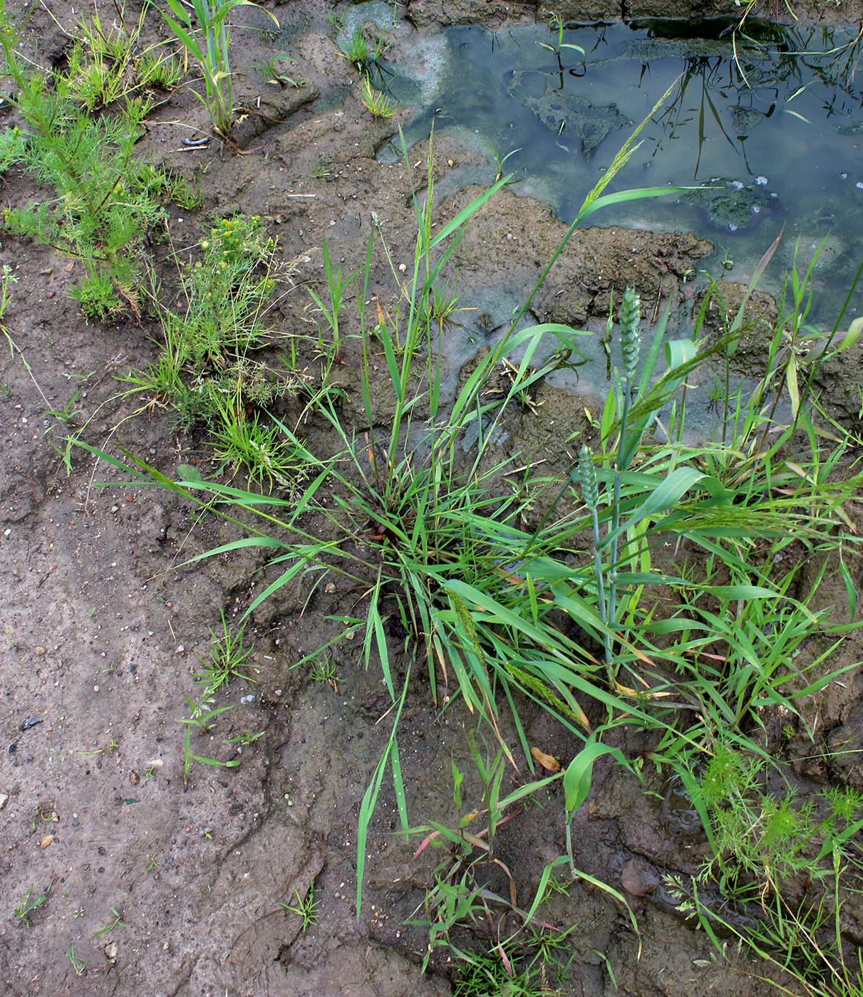 Изображение особи Agrostis gigantea.