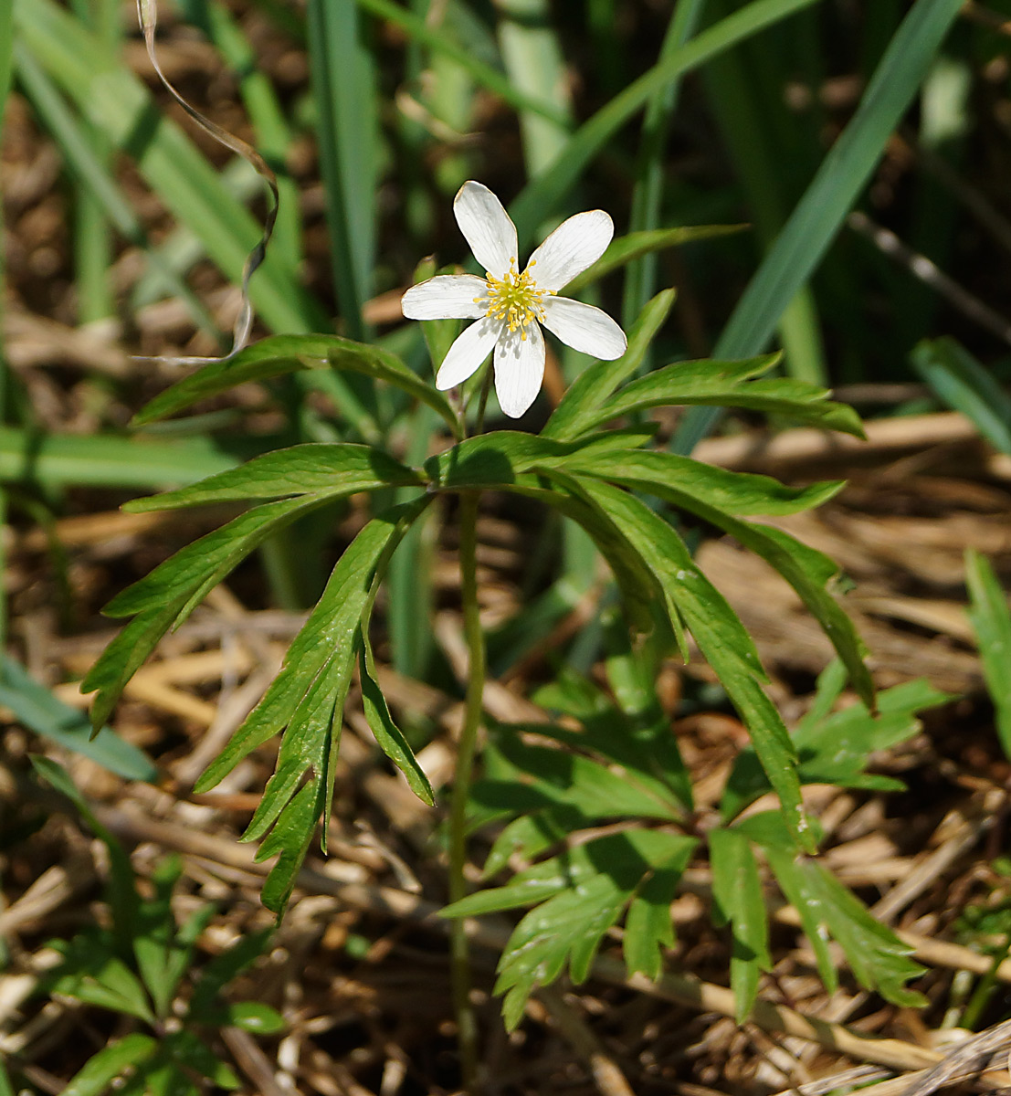 Изображение особи Anemone caerulea.