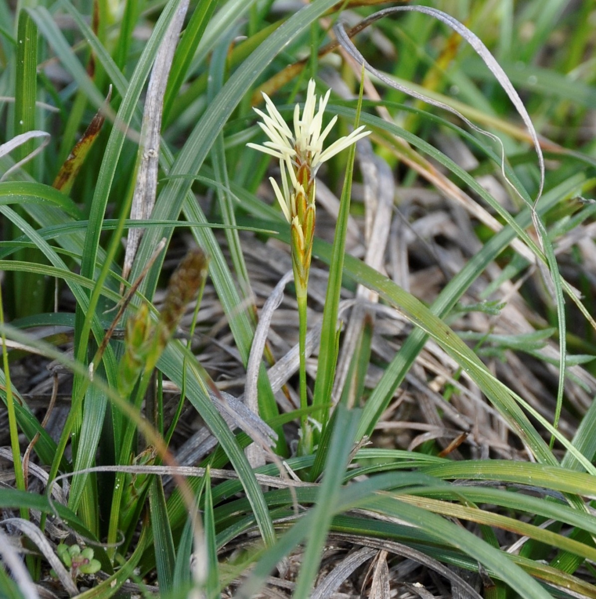 Изображение особи род Carex.