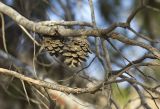 Pinus halepensis. Части веток и зрелые шишки. Греция, Эгейское море, о. Парос, холм Кефалос, окр. монастыря Св. Антония; каменистая пешеходная дорожка к монастырю. 31.10.2018.