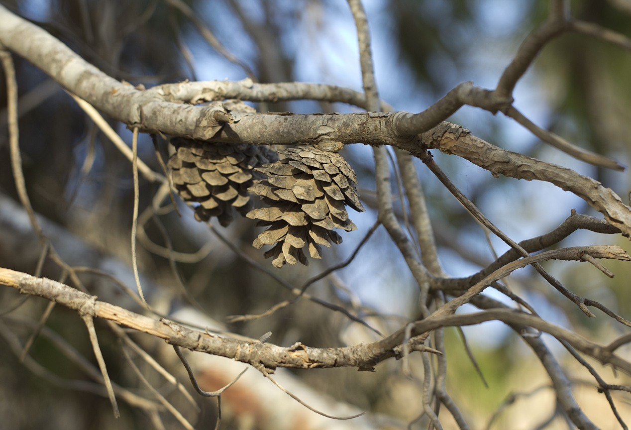 Image of Pinus halepensis specimen.