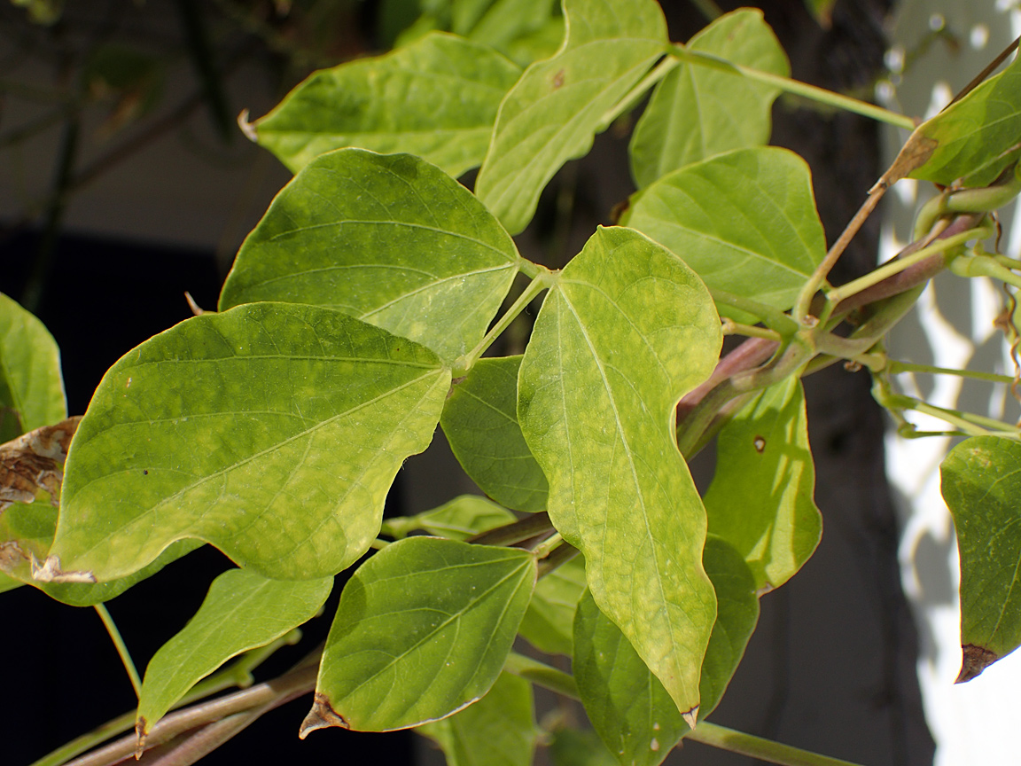 Image of genus Vigna specimen.