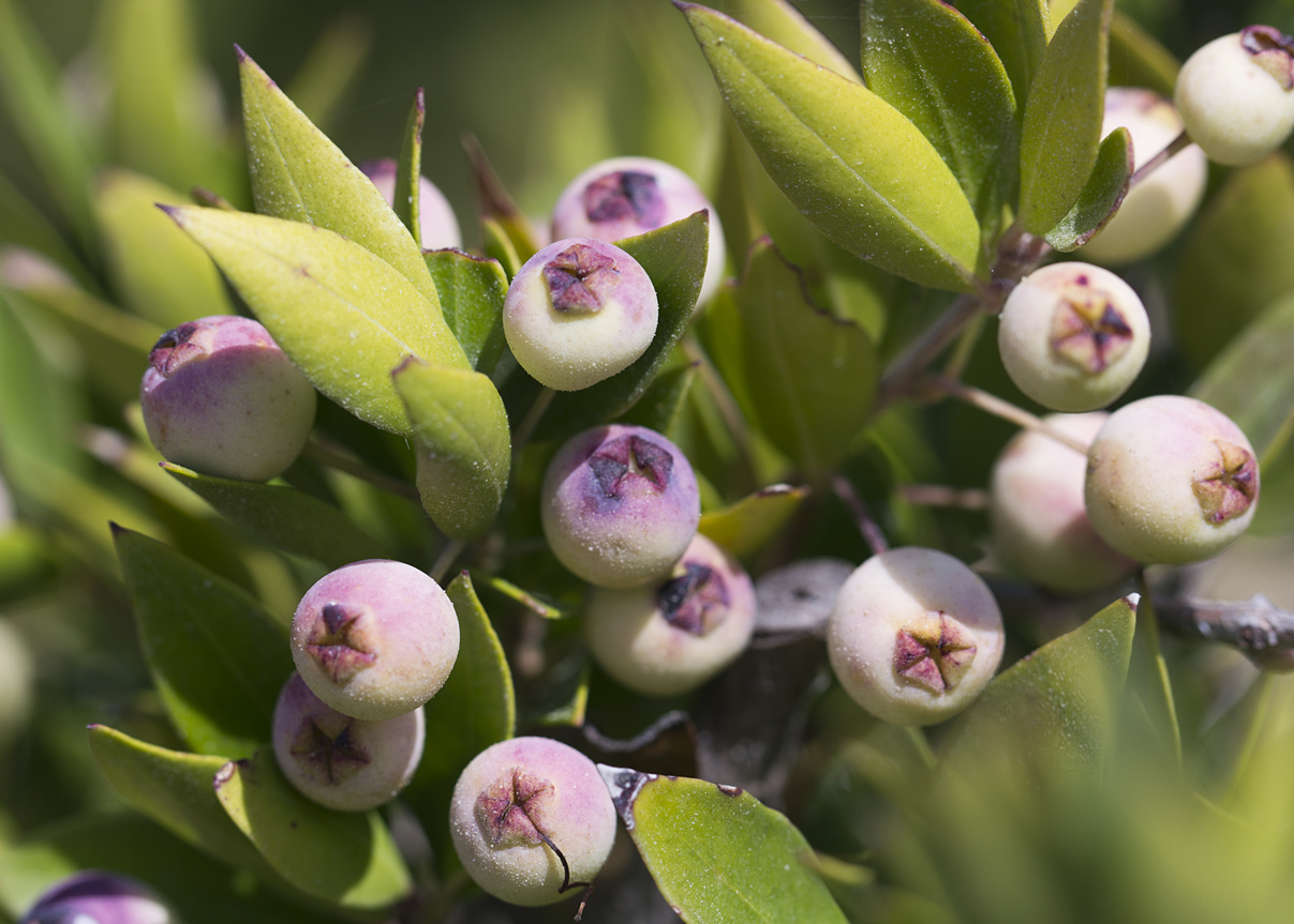 Image of Myrtus communis var. leucocarpa specimen.