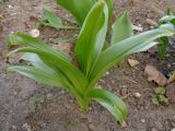 Colchicum speciosum. Вегетирующее растение. Тверская обл., г. Тверь, Заволжский р-н, клумба возле многоэтажки. 15.04.2019.