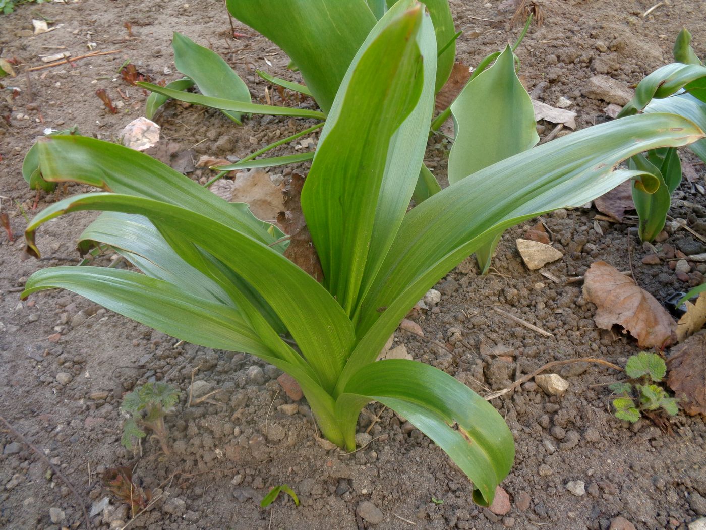 Image of Colchicum speciosum specimen.