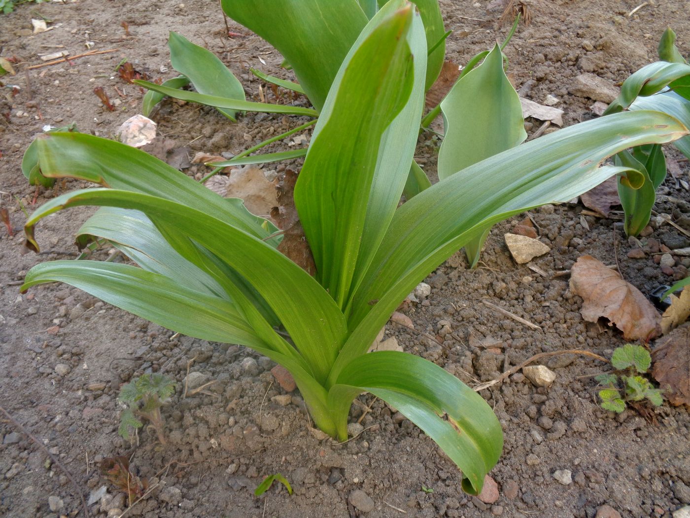 Изображение особи Colchicum speciosum.