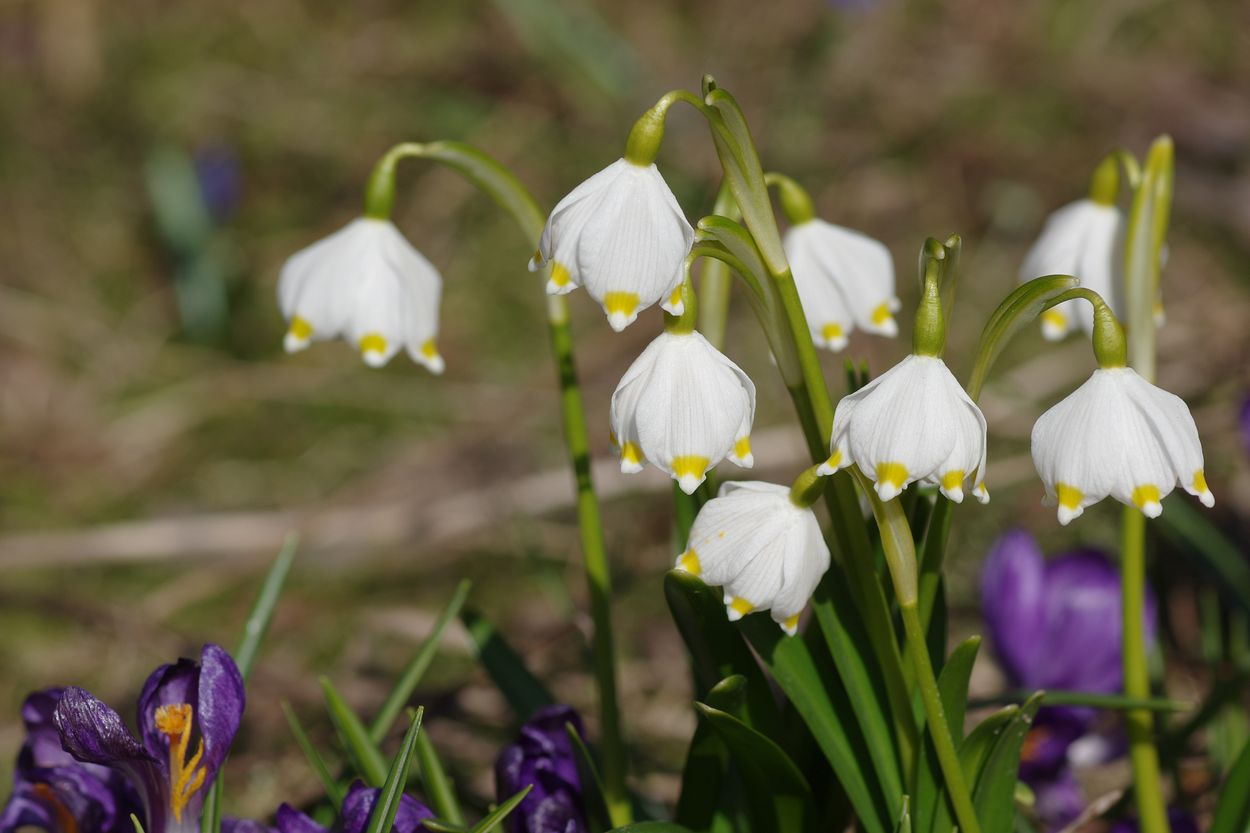 Изображение особи Leucojum vernum.