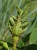 Rosa gallica