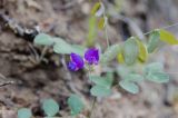Lathyrus humilis