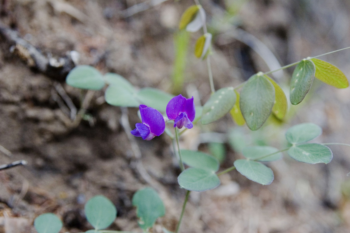 Image of Lathyrus humilis specimen.