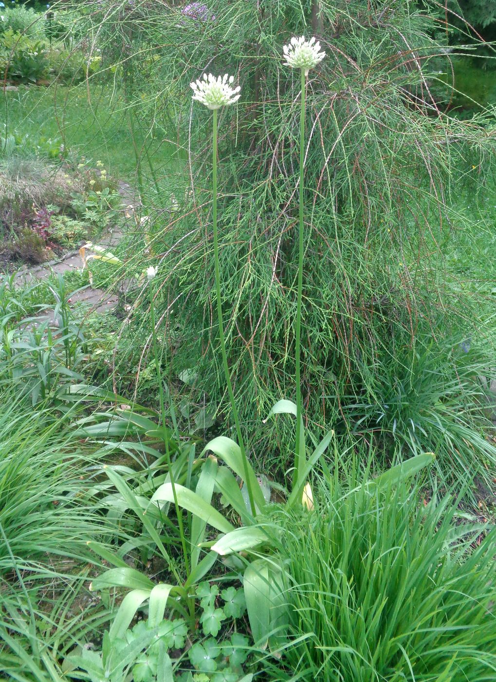 Image of Allium stipitatum specimen.