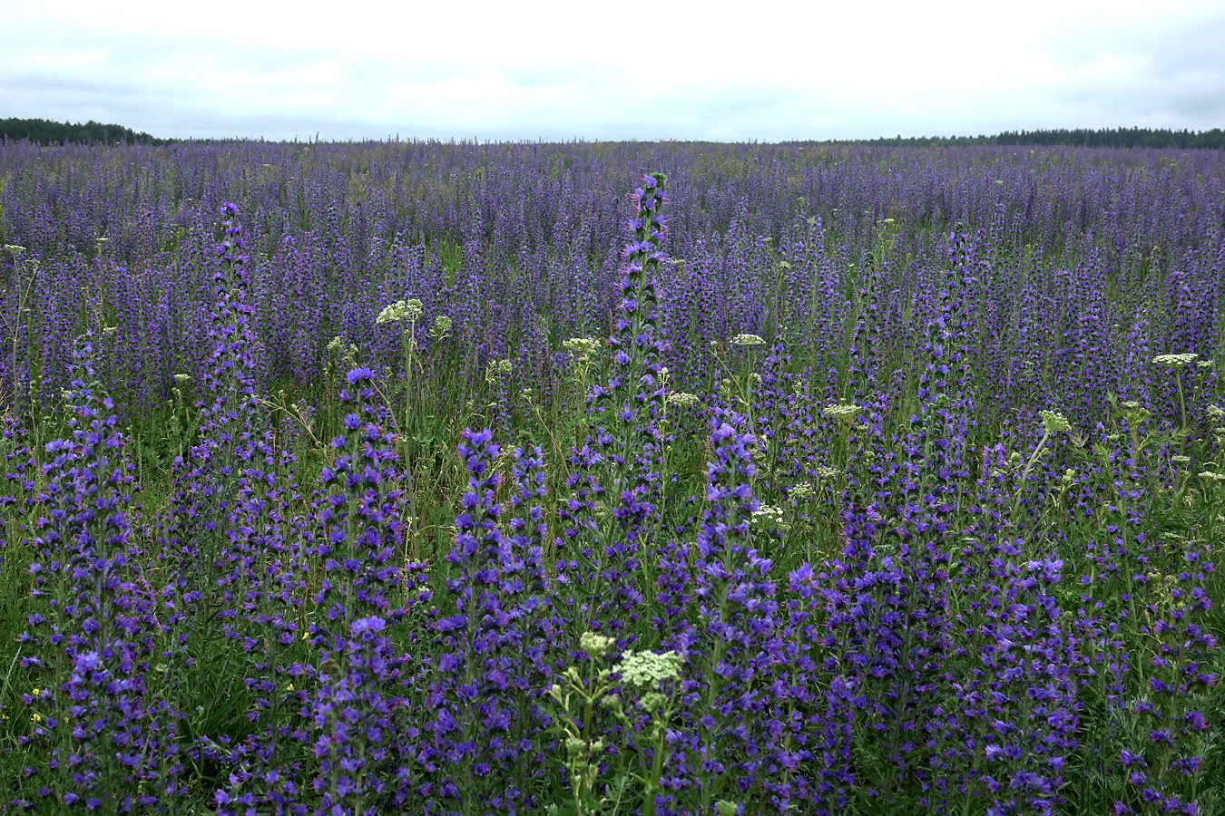 Изображение особи Echium vulgare.