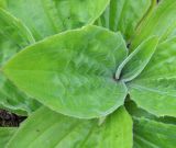 Plantago media