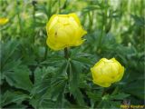 Trollius altissimus. Верхушка цветущего растения. Украина, Ивано-Франковская обл., Украинские Карпаты, хребет Черногора, западный склон горы Данцеж, 1850 м н.у.м., субальпийский луг. 26.06.2019.