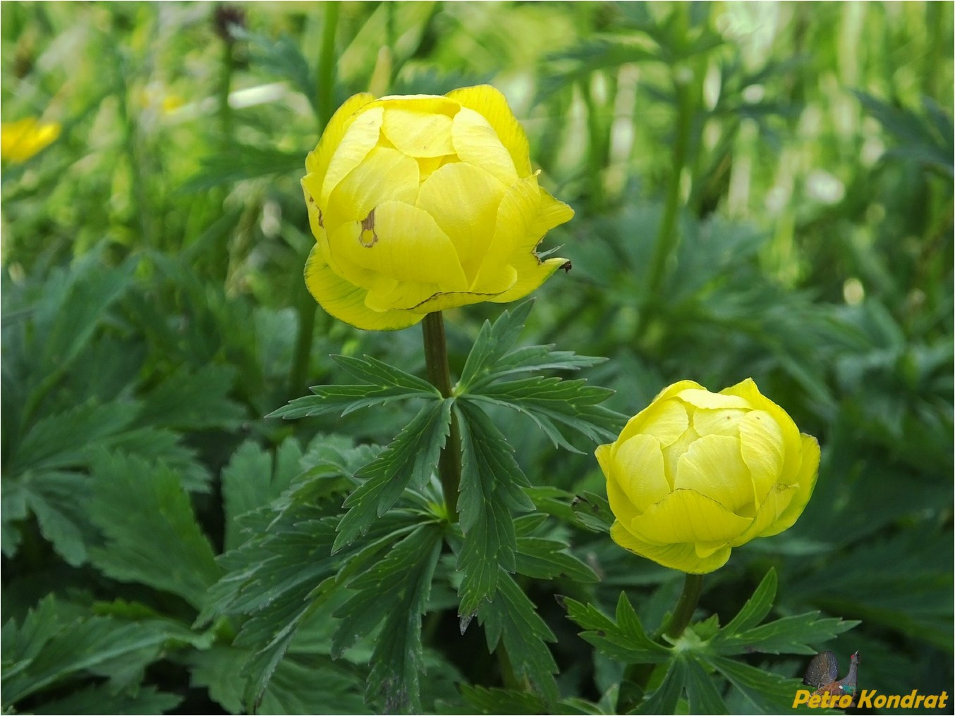 Изображение особи Trollius altissimus.