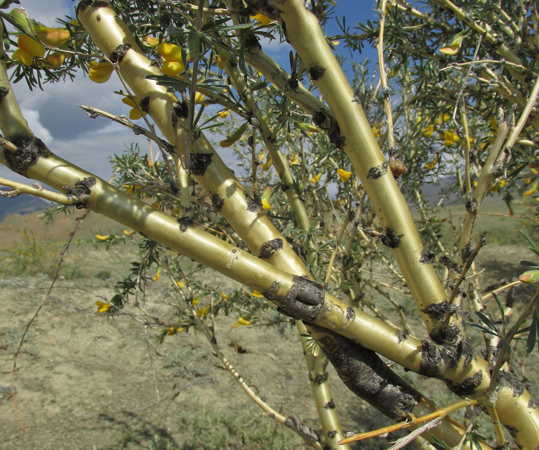 Image of Caragana pygmaea specimen.