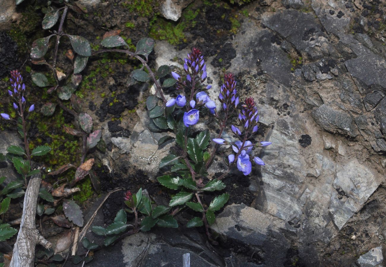 Image of genus Veronica specimen.