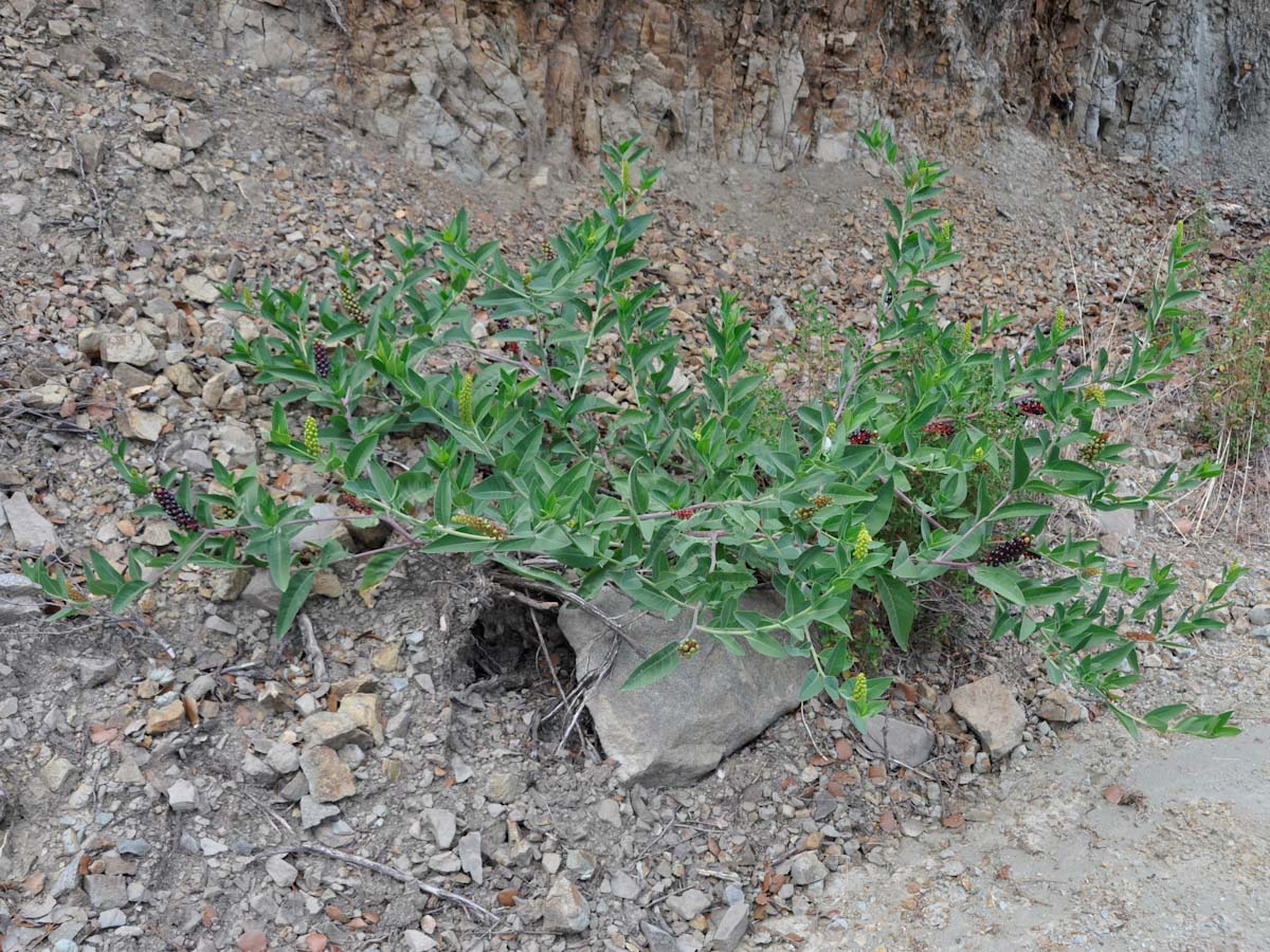 Image of Phytolacca pruinosa specimen.
