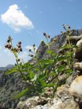Scrophularia rupestris. Плодоносящее растение. Крым, горный массив Южная Демерджи. 21 июля 2010 г.