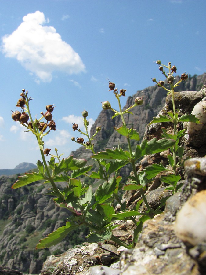 Image of Scrophularia rupestris specimen.
