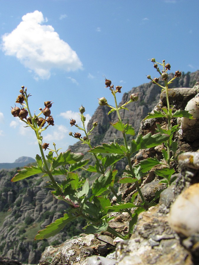 Изображение особи Scrophularia rupestris.