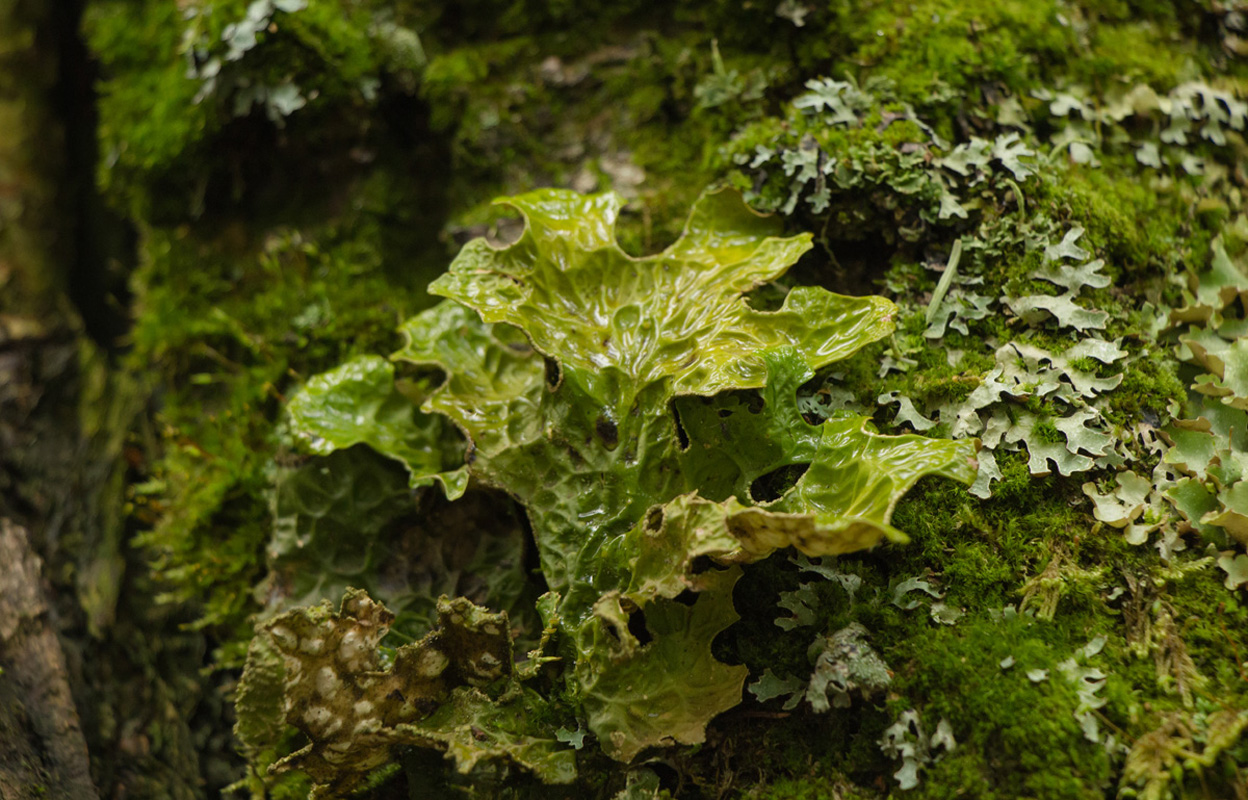 Изображение особи Lobaria pulmonaria.