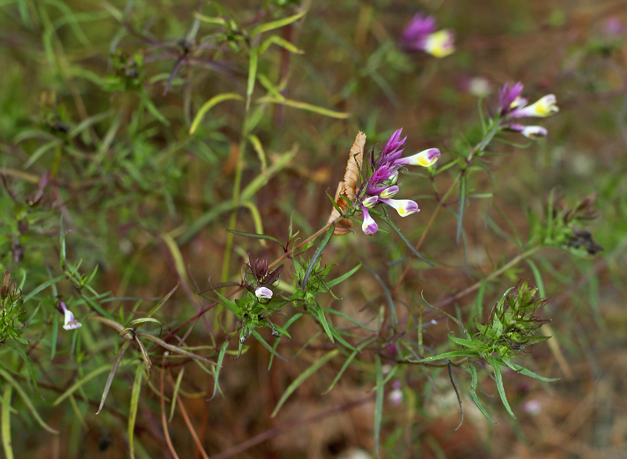 Image of Melampyrum arvense specimen.