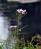 Butomus umbellatus. Верхушка побега с соцветием. Челябинская обл., Сосновский р-н, долина р. Миасс, окр. с. Кайгородово, берег реки. 08.08.2019.