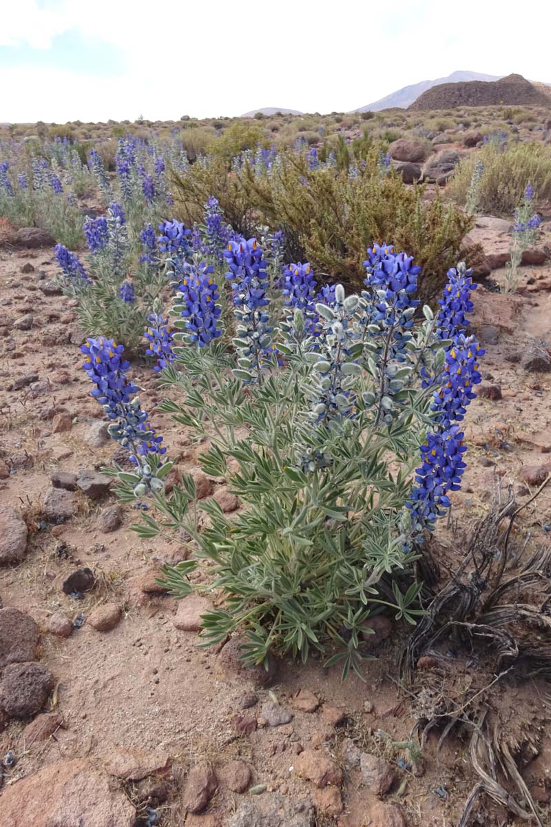 Image of Lupinus oreophilus specimen.