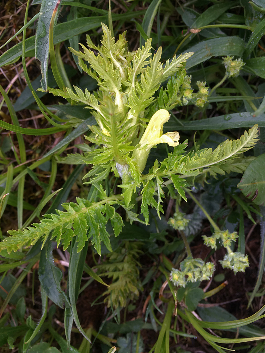 Изображение особи Pedicularis condensata.