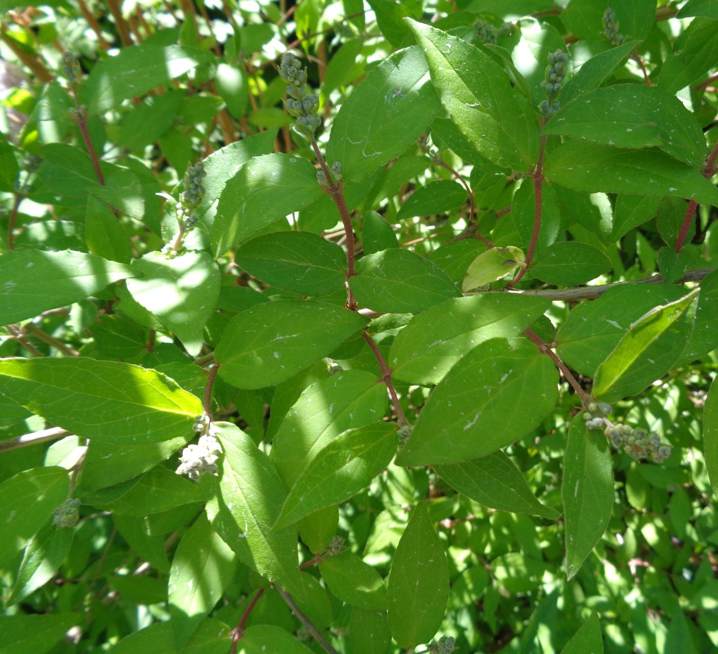 Image of Deutzia scabra specimen.