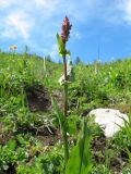 Rumex acetosa