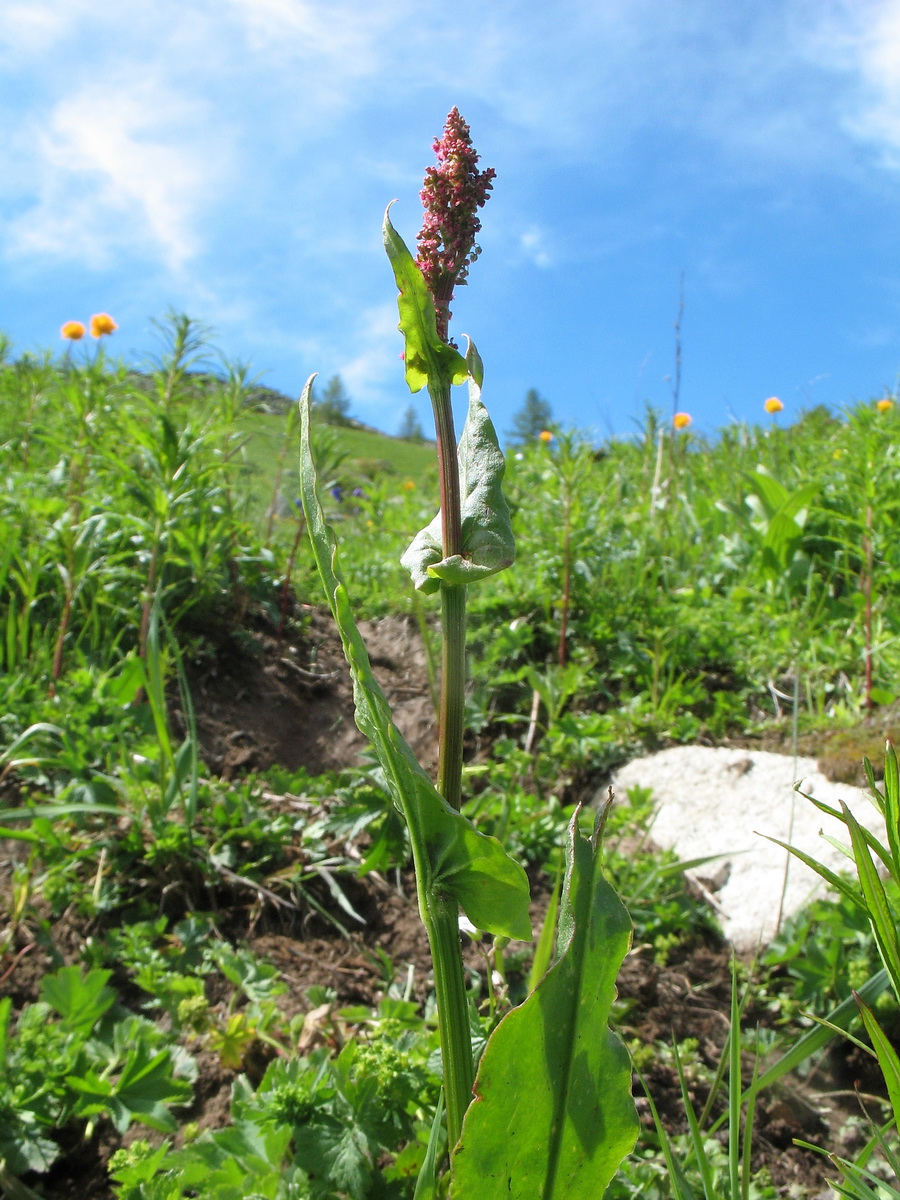 Изображение особи Rumex acetosa.